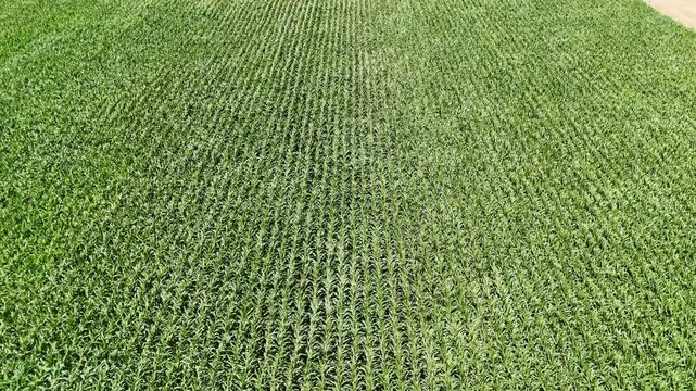 Aerial Flyover Lush Green Corn Field Rows Turkey Summer