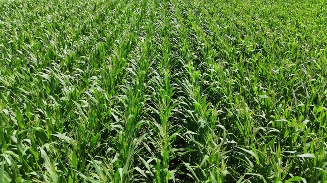 Green Corn Field Low-Angle Tracking Shot 4K B-Roll Summer