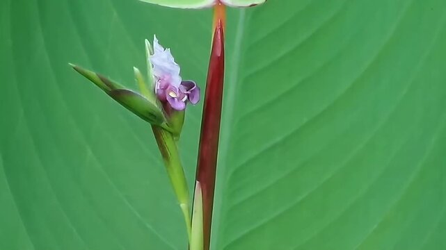 A close-up horizontal fixed shot of a blooming purple alligator flag flower standing next to a sharp reddish-brown plant shoot, set against a huge bright green leaf background.