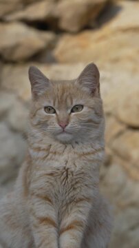 Cat ginger kitten ginger tabby cat sits still against a blurred rocky background showing a calm animal portrait