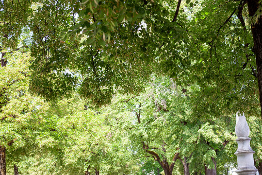 Green Linden Trees nature. Foliage background