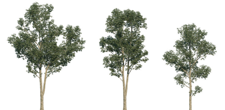 Set of Eucalyptus robusta (commonly known as swamp mahogany or swamp messmate) frontal isolated png in sunny daylight on a transparent background perfectly cutout	