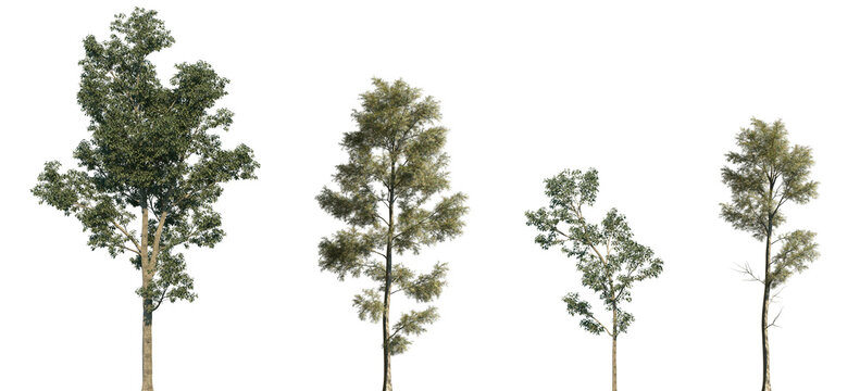 Set of Eucalyptus robusta and Cunninghamia lanceolata frontal isolated png in sunny daylight on a transparent background perfectly cutout	