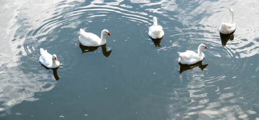 White geese swimming in a pond at Taconera Gardens in Pamplona, Navarra, Spain © JoseManuel
