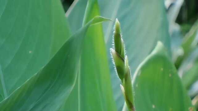 A close-up horizontal fixed shot of a fresh green alligator flag flower bud covered in fine white hairs, growing upright among large tropical green leaves in natural daylight.