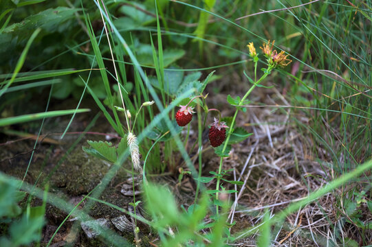 Ripe wild strawberry