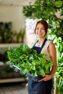 Smiling Plant Shop Owner Holding Trays of Green Houseplants in Indoor Nursery for Small Business Branding