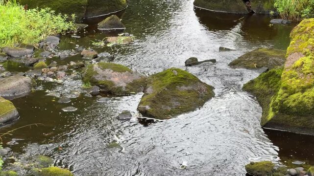 Dynamic mountain stream flow: clear water rushing over moss-covered boulders and textured riverbed stones.