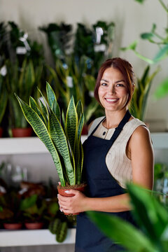 Smiling Florist Holding Snake Plant (Sansevieria) In Bright Indoor Nursery For Small Business Branding