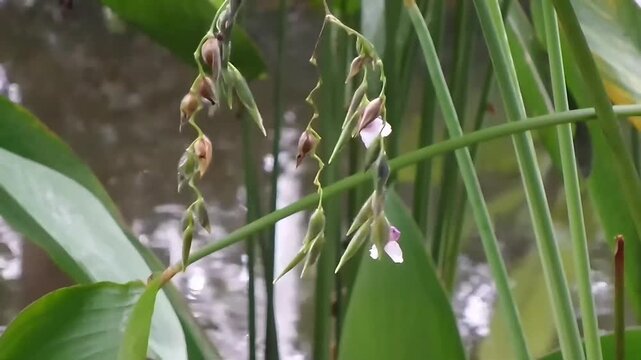 A close-up horizontal fixed shot of alligator flag flower clusters and small seed pods hanging gracefully down with a natural pond water surface in the blurred background.