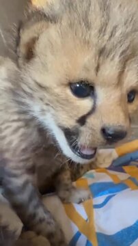 Close up of adorable cute baby cheetah cub meowing and calling out