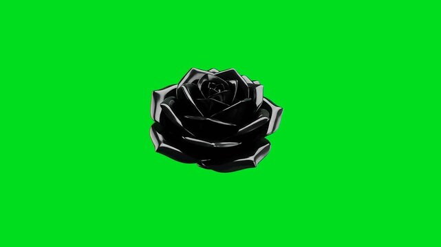 A glossy black rose flower isolated against a vibrant chroma key green screen