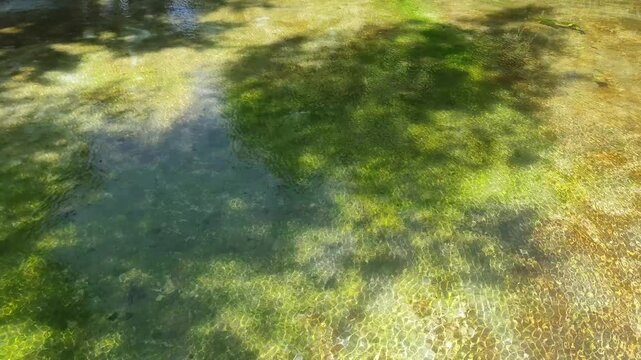 View of the serene, clear, shallow waters of the pond in Athens historic National Garden, revealing vibrant green underwater vegetation, shimmering sunlight caustics, and lush surrounding foliage.