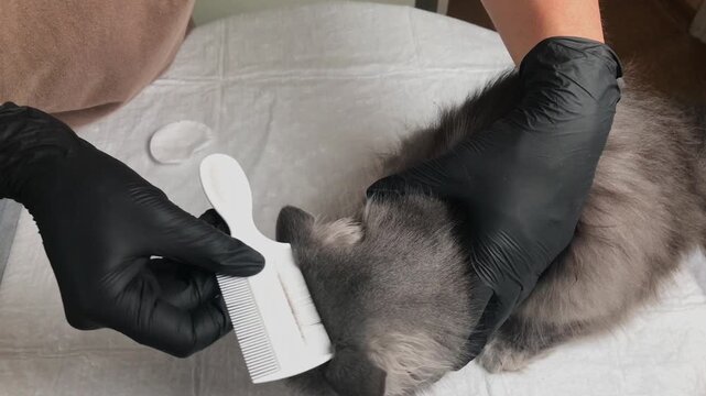 A close-up view of a person wearing black gloves meticulously combing a long-haired grey cat's fur, searching for any signs of parasites