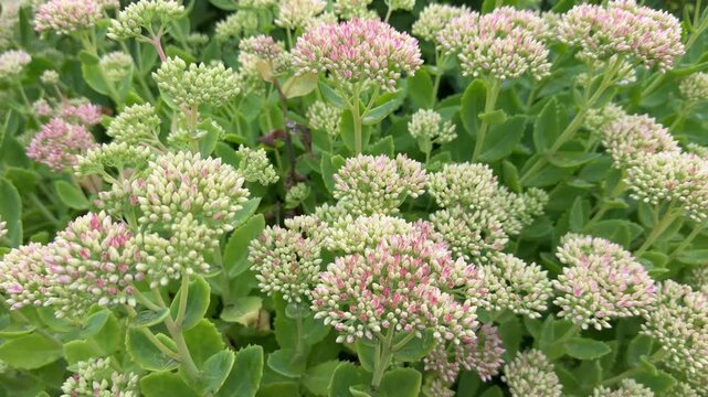 Dynamic Hylotelephium spectabile: dense pink-tipped clusters with succulent foliage and subtle sway.
