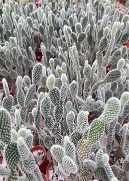 Close-up of Kalanchoe tomentosa, commonly known as panda plant, featuring fuzzy silver-green leaves with reddish tips.