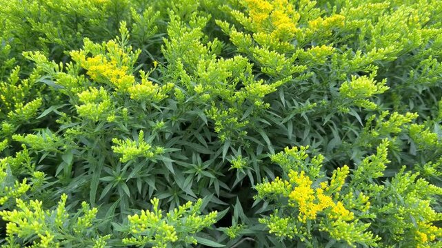 Dynamic Solidago canadensis: dense golden-yellow panicles with lanceolate foliage and subtle sway in motion.