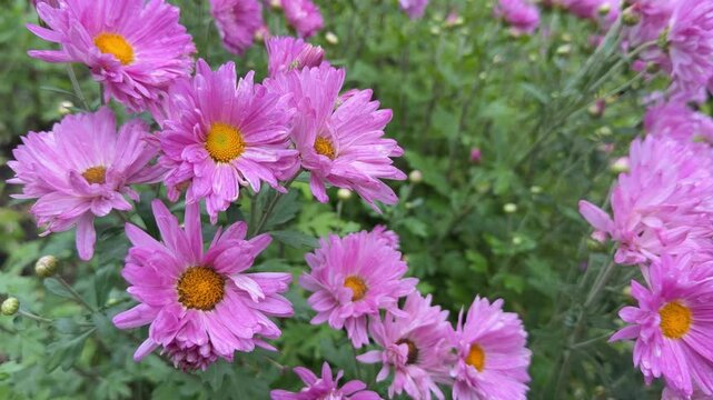 Dynamic Chrysanthemum x morifolium: delicate pink petals with vivid orange-yellow centers and natural droop in motion.