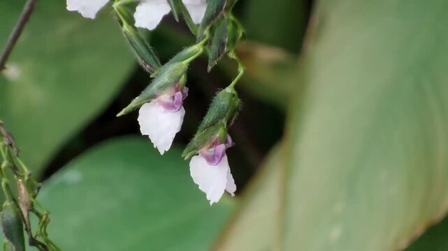 A macro horizontal fixed shot focusing on two delicate purple and white alligator flag flowers blooming downwards on their fuzzy green stems, with soft green foliage blurred behind.