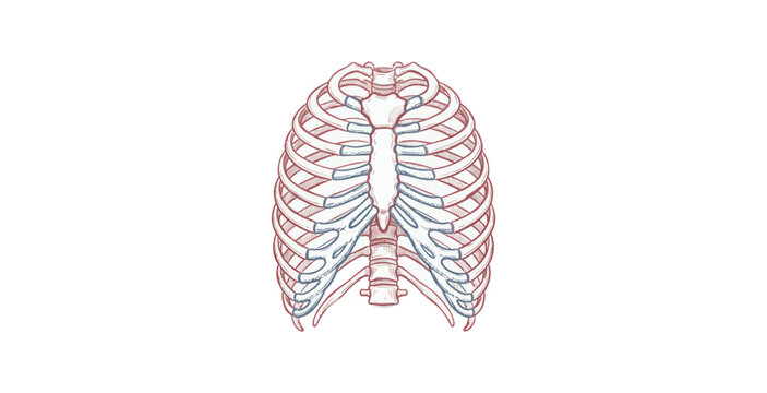Detailed anatomical illustration of human rib cage and sternum showing bone structure.