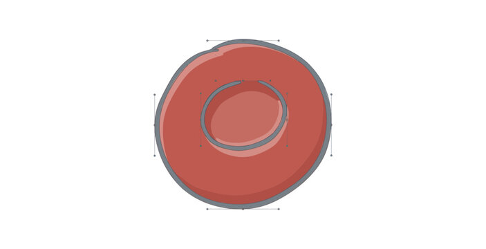 Detailed 3D illustration of a human red blood cell showing its biconcave shape.