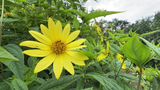 Dynamic Helianthus microcephalus Lemon Queen: bright yellow daisy-like blooms with textured disk centers and lush foliage in motion.