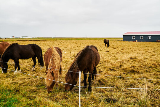 Several horses grazing in a fenced pasture on a farm