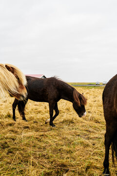 Horses grazing in a grassy field under cloudy skies