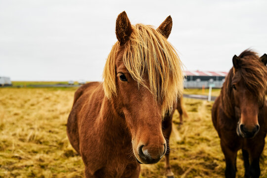 A brown horse with a blonde mane standing in a grassy field