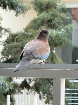 Laughing dove perched on a balcony railing with pine tree background