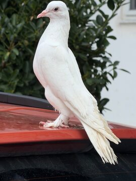 Full body portrait of a pure white pigeon perched outdoors