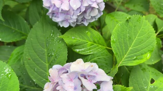 Hydrangea macrophylla (commonly called bigleaf hydrangea or French hydrangea