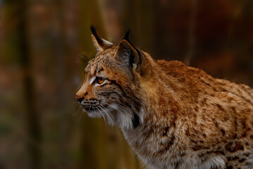 Iberian Lynx (Lynx pardinus) is a Wild Cat Species Endemic to the Iberian Peninsula in southwestern Europe. Wild Animal in Andujar, Spain. Wildlife Scene of Nature in Europe. © Farid