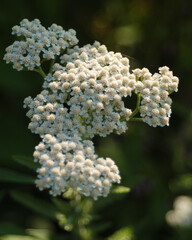 Common yarrow flower clusters bloom brightly against a dark shaded forest background © Дмитро Ганжеєв
