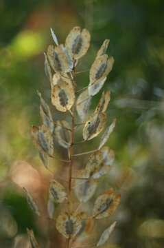 Translucent field pennycress seed pods glowing against soft green background 