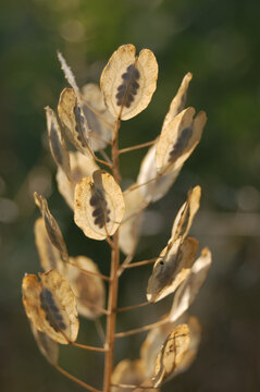Golden dried silicles of wild pennycress standing in summer meadow 