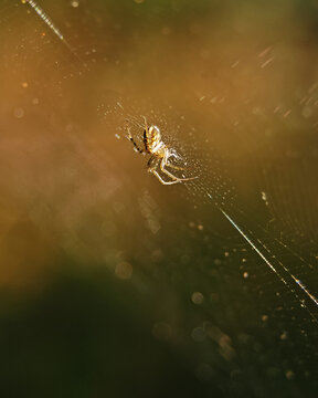Tiny golden arachnid waiting on delicate web strand in backlight