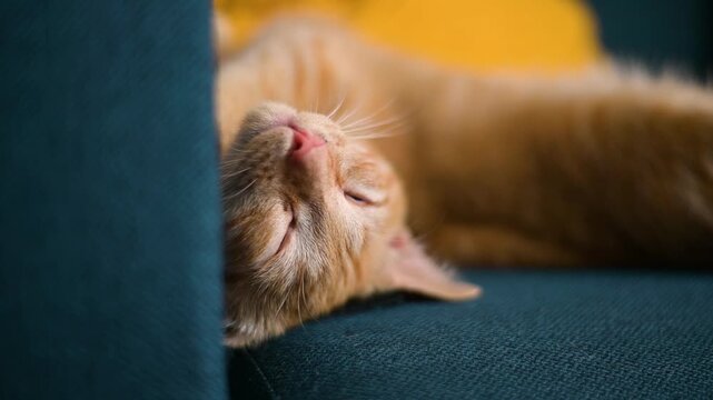 A cat lays on a sofa, its eyes closed as it enjoys a quiet moment of rest. Pupils of his eyes rolled back in a funny way.