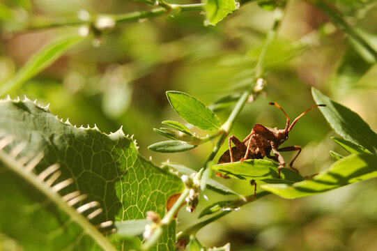 Little coreid bug exploring wild garden plants on sunny day 