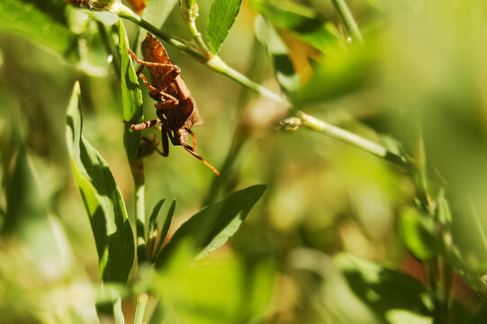 Brown dock bug climbing on fresh green stems in summer meadow