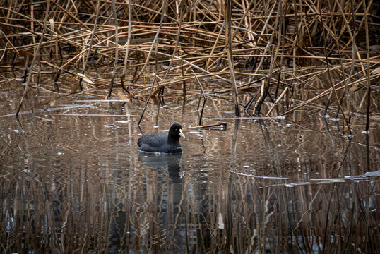 Solitary coot drifts serenely leaving expanding circles across textured water surface