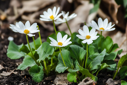 Delicate white bloodroot flowers blooming on a spring forest floor.