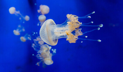 Jellyfish and sea jellies are the common names given to the medusa-phase of certain gelatinous members of the subphylum Medusozoa. © Farid
