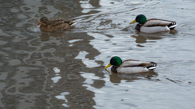 Mallard trio gliding across reflective water in winter 