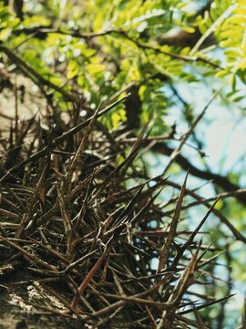 Sharp gleditsia thorns rise beneath sunlit green foliage 