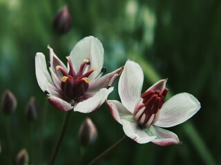 Fototapeta premium Two flowering rush blossoms with white petals and deep crimson centers