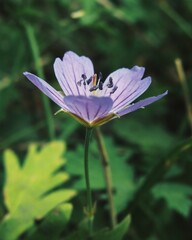Purple wild geranium flower blooming with dark veins on petals © Дмитро Ганжеєв