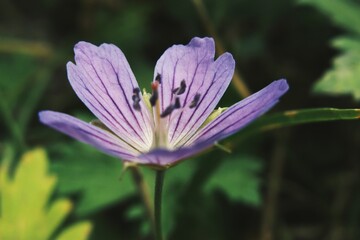 Macro shot of delicate violet cranesbill blossom in green forest © Дмитро Ганжеєв