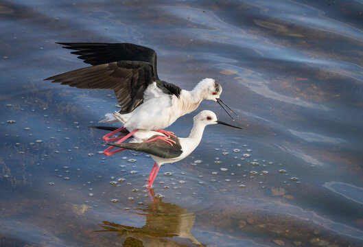Two black-winged stilts stand side by side on shallow water. Long red legs reflected on the surface in the golden light.