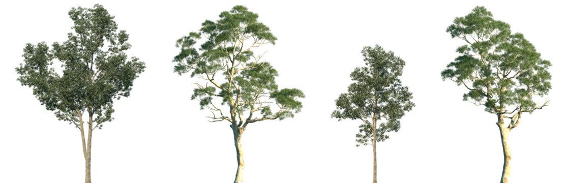 Set of Eucalyptus camaldulensis and Eucalyptus robusta frontal isolated png in sunny daylight on a transparent background perfectly cutout	